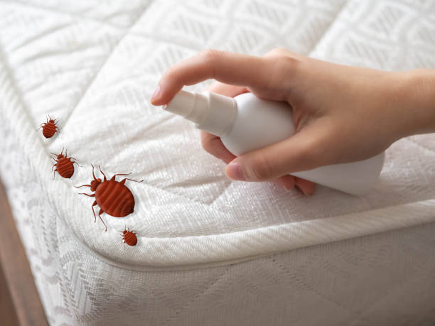 Best Insect Control  in Walden, NY